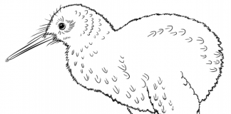udskrivbar eksotisk kiwi fugl malebog