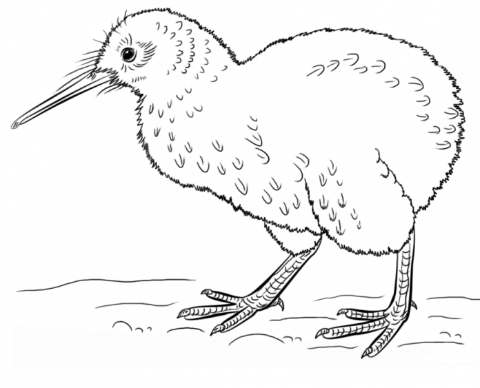 livre de coloriage imprimable sur l'oiseau kiwi exotique