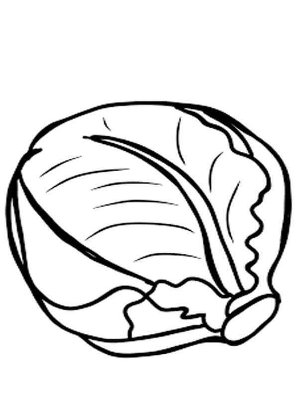 coloring page cabbage knob