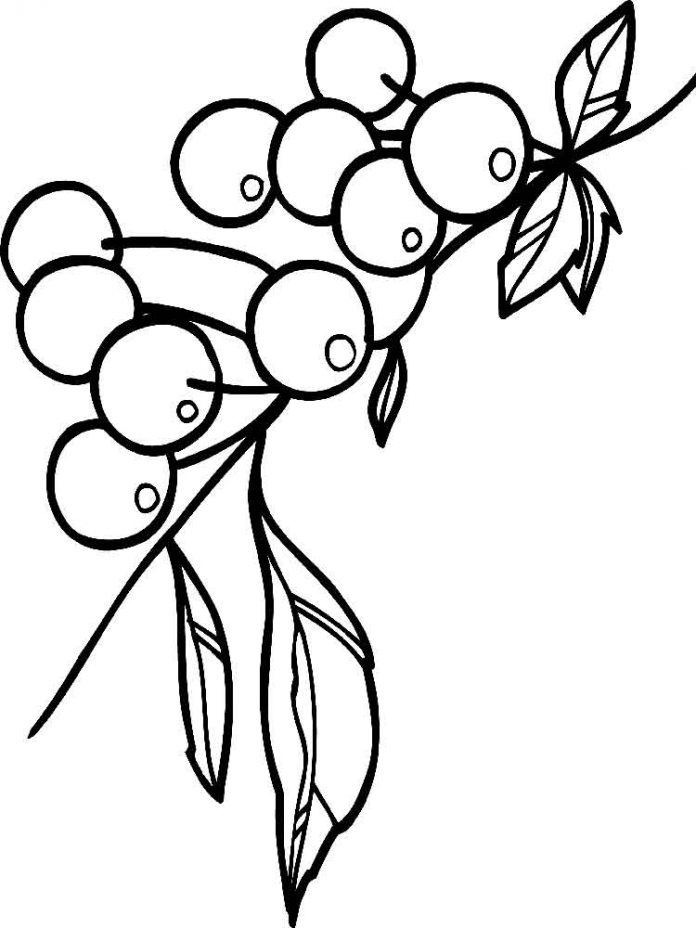 coloring book rowan tree on a branch