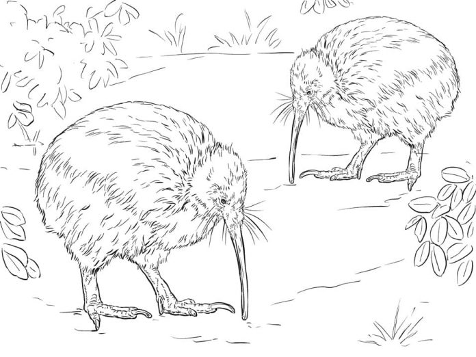 Coloring book of kiwis looking for food - New Zealand