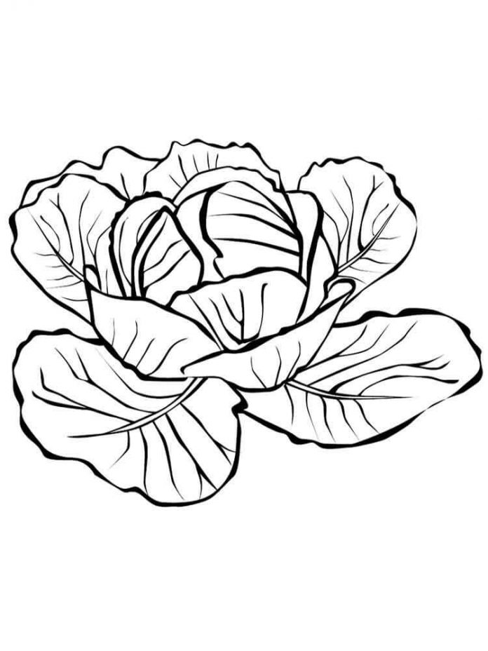 coloring page leafy cabbage
