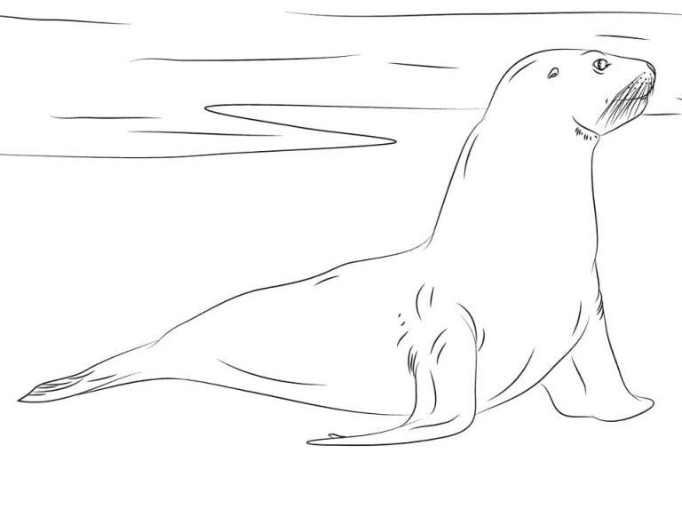 Walrus on the beach coloring book to print and online