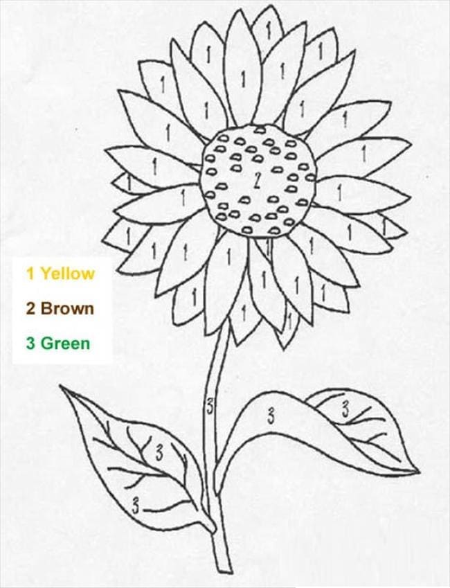 omaľovánka krásnej okrasnej slnečnice