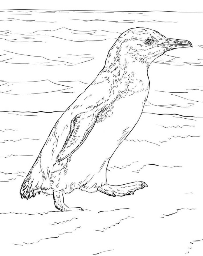 kolorowanka pingwin chodzi po wyspie do druku