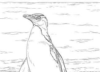 vyfarbovanie tučniaka nad vodou na vytlačenie