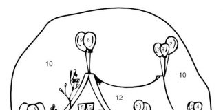 coloring page paint by numbers with balloons