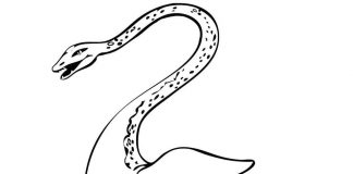 coloring page ancient loch ness monster