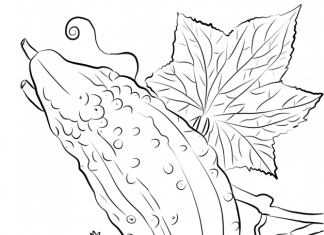 Coloring book growing cucumbers on a bush grow to print