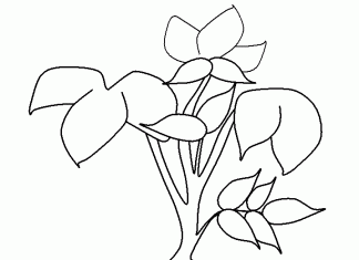 coloring page growing potatoes