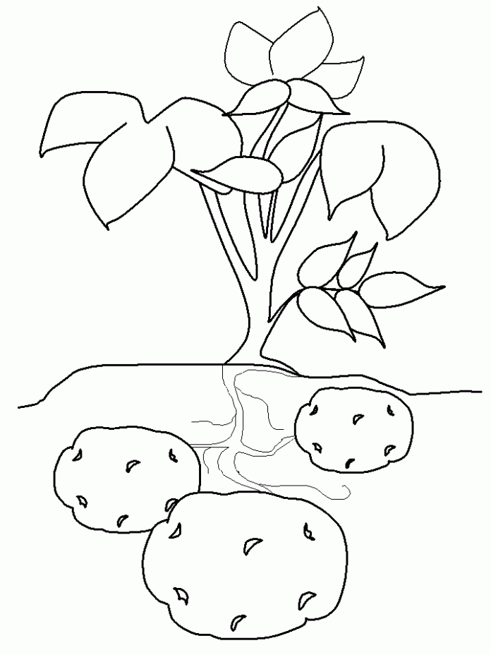 Hoja para colorear de las patatas en crecimiento