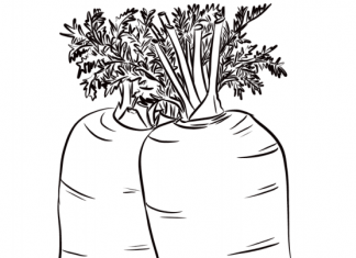 Printable coloring book of three ripe carrots