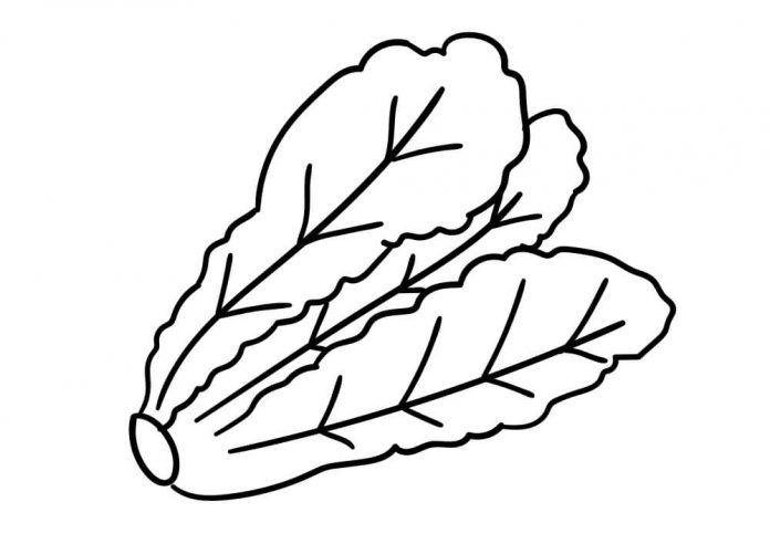 Coloring page of cut lettuce in a field
