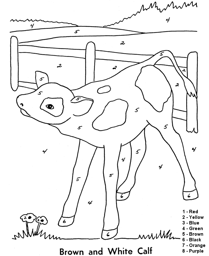 Coloring book by instructions heifer in the paddock