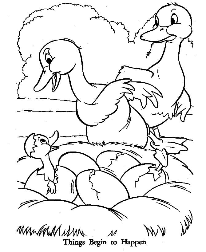 coloring book duckling hatches