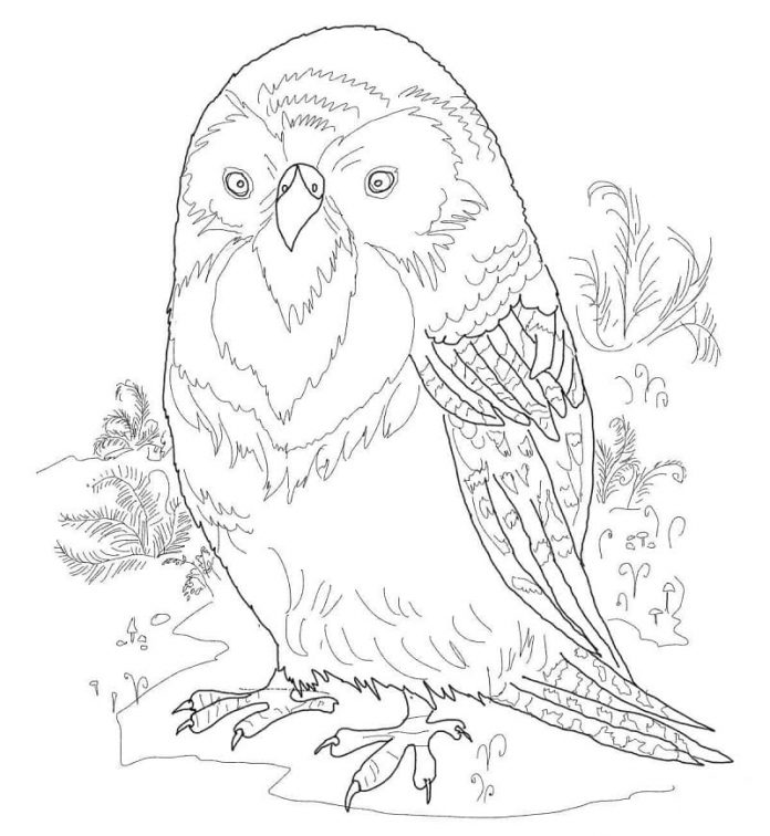 coloring page green kakapo parrot