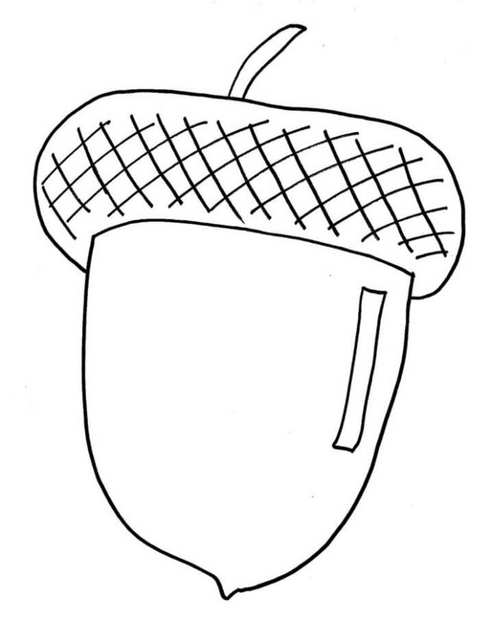 Coloring book acorn from an oak tree