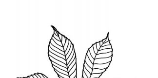 omalovánky podzimní kaštanový list
