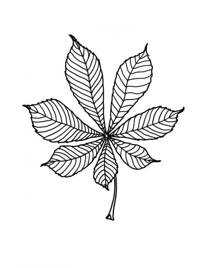 kolorowanka jesienny liść kasztanowca