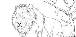 El león de la gran melena - rey de los animales