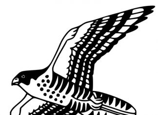 Vták drak v lete - omaľovánka