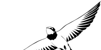 Pták s dlouhými křídly omalovánky