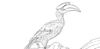 Realistic hornbill bird coloring book for kids