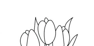 Tulipaner i forskellige farver