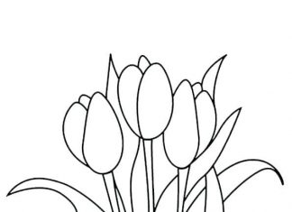 Különböző színű tulipánok
