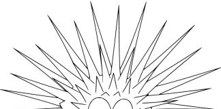 Surprised sea urchin as a picture to color