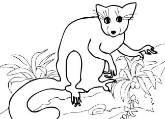 Animal from Madagascar
