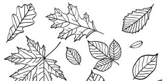 Omaľovánky rôznych jesenných listov