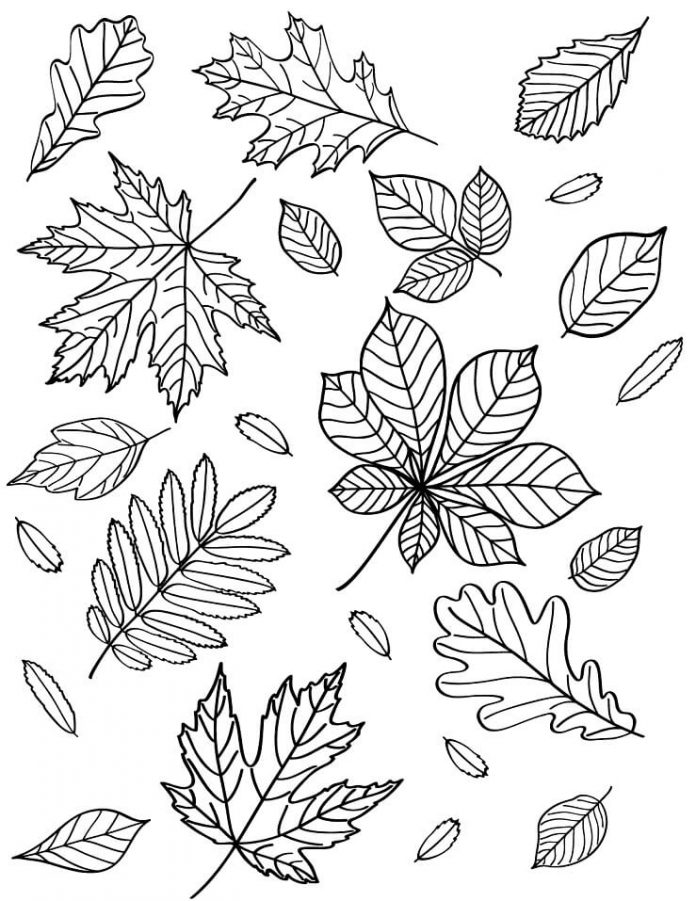 Libro da colorare con varie foglie d'autunno